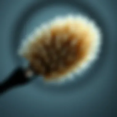 Magnificent The Essential Guide to Dust Removing Brushes: A Comprehensive Exploration