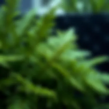 Close-up of realistic texture of artificial fern leaves Close-up of realistic texture of artificial fern leaves