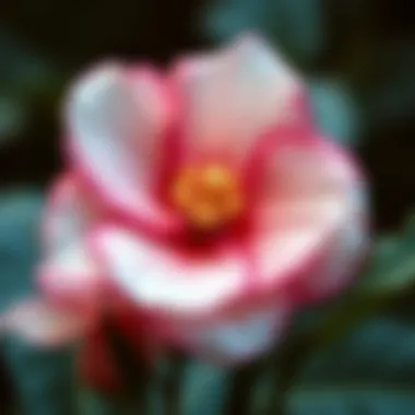 Elegant fashion accessories made from silk flowers