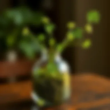 Natural elements like shamrocks and moss used creatively in a vase