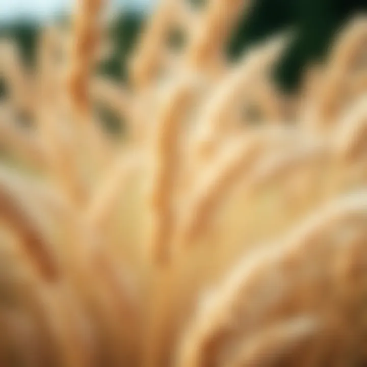 Close-up of brown pampas grass highlighting its texture and color
