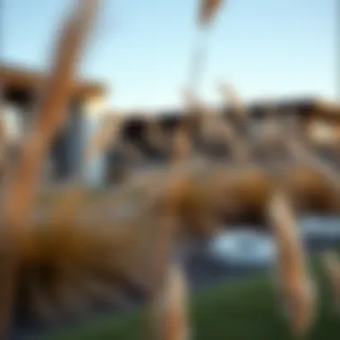 Innovative landscaping design incorporating brown pampas grass