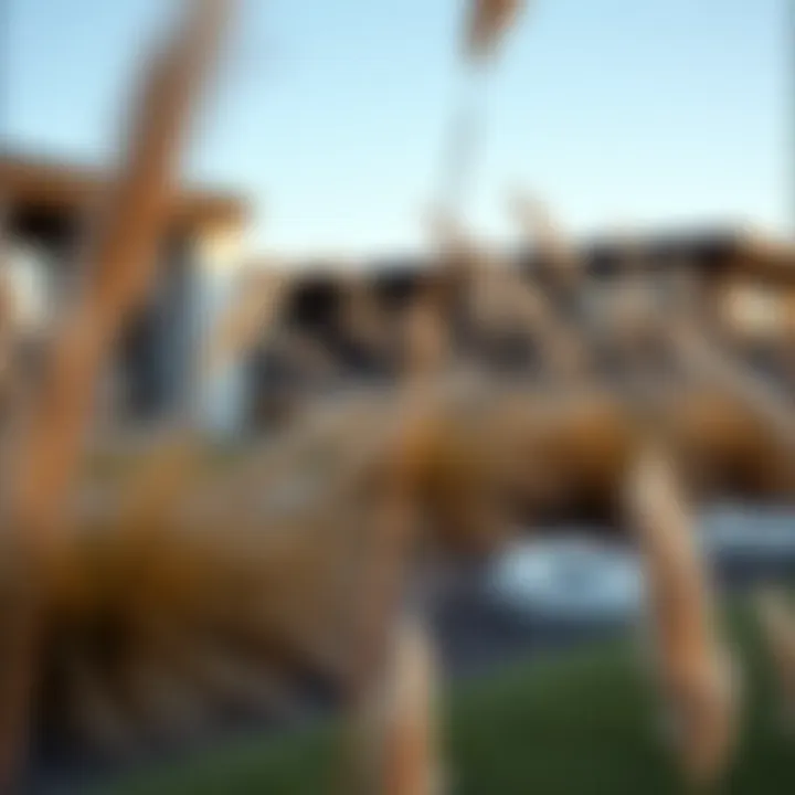 Innovative landscaping design incorporating brown pampas grass