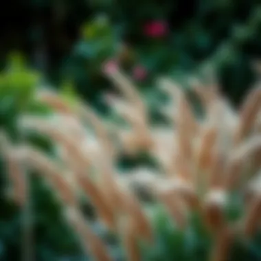 Lush garden featuring brown pampas grass as a focal point