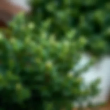 Comparison of artificial boxwood stems and natural foliage in decor.